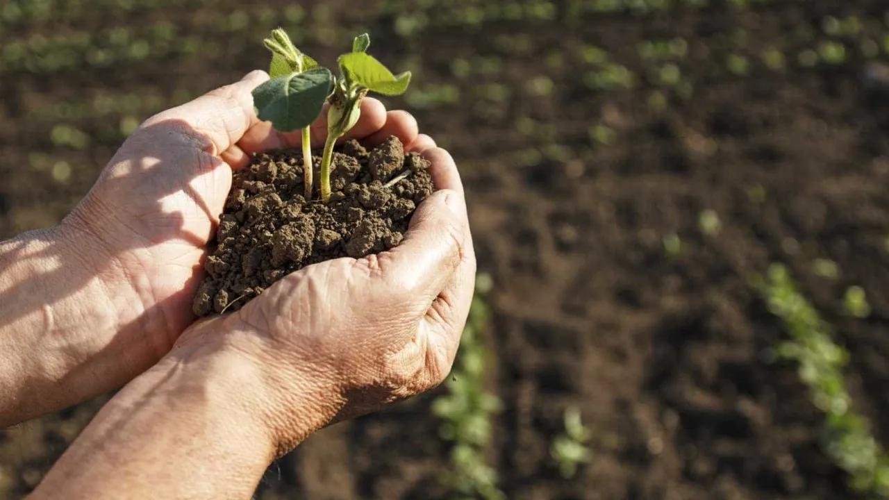 Redução do apoio à horticultura de sequeiro é "inaceitável"