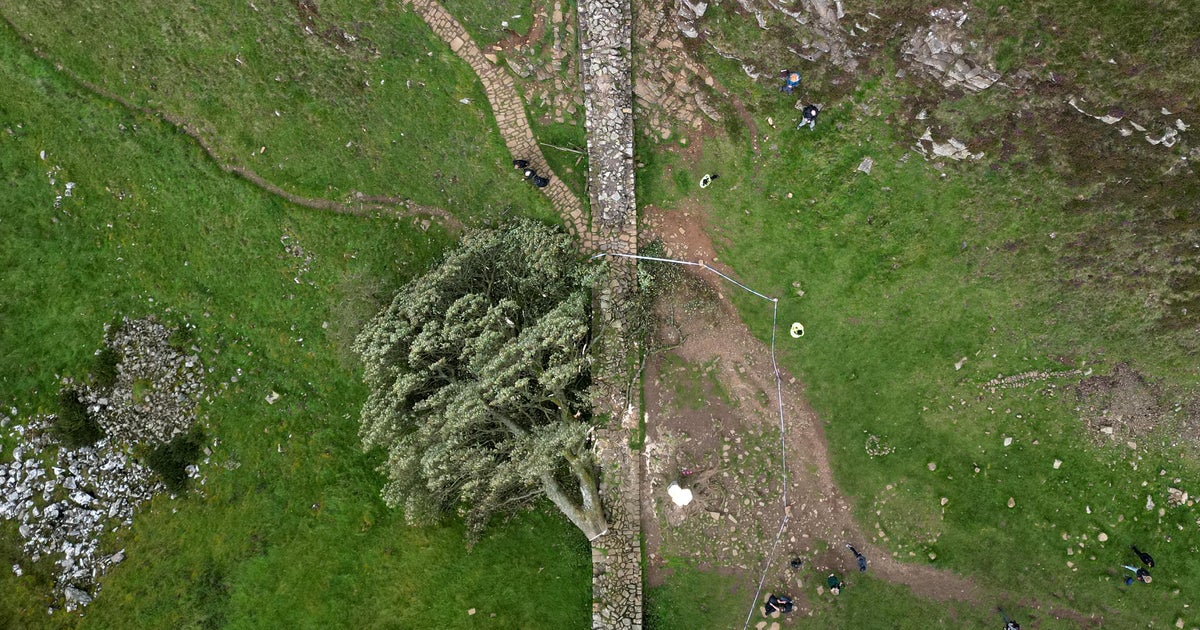 2 homens condenados por cortar a icônica gap sycamore árvore, t ...