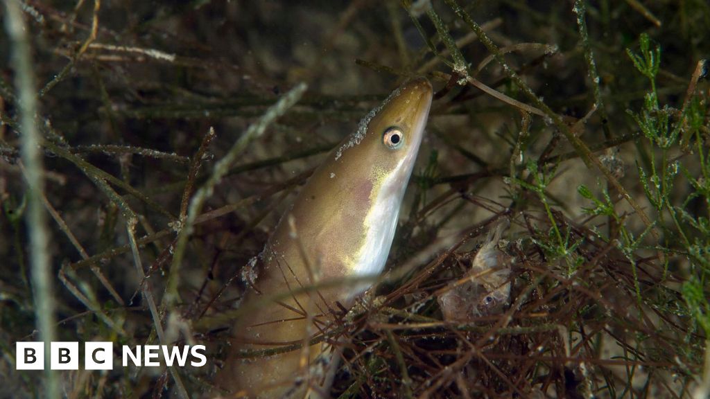 A 'Vítima' da indústria de pesca de danos ambientais