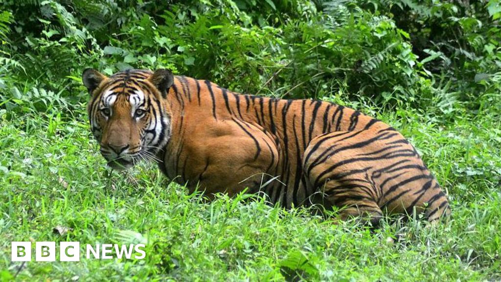 A mob da aldeia mata o Royal Bengal Tiger no nordeste da Índia