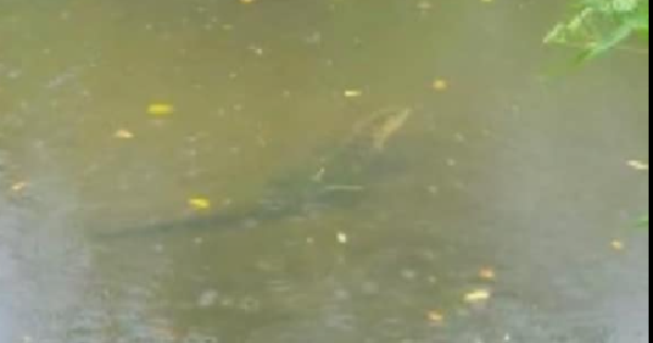 Alligator Ataca, mata a mulher canoando com o marido em ...