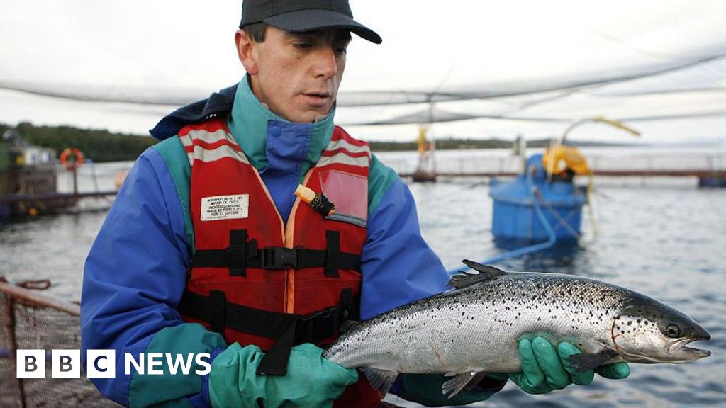 As fazendas de salmão do Chile esperam águas mais calmas