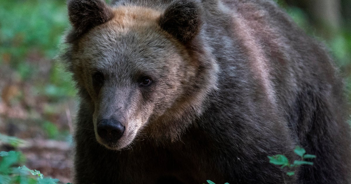 Ataques de urso e feria criticamente a mulher passeando com seu cachorro ...