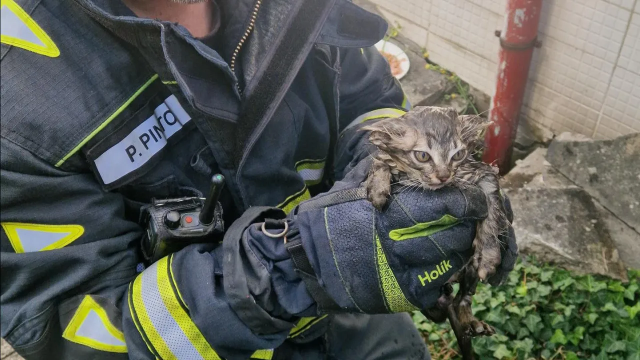 Bombeiros Resgatam Gatos Bebés em Baguim do Monte Após Alerta de Popular