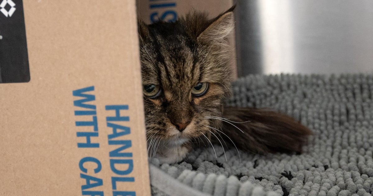 Cat sobrevive à queda de 380 pés que matou o casal em Utah ...