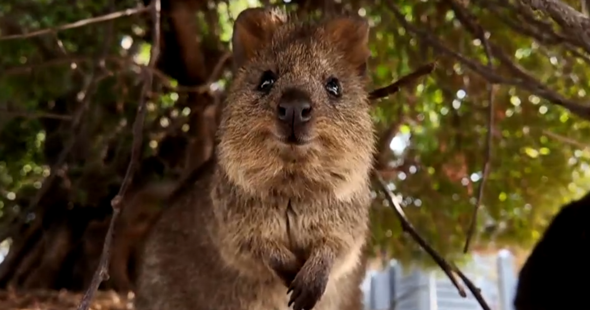 Conheça os Quokkas: Austrália Feliz e Viral Sensations ATRAC ...