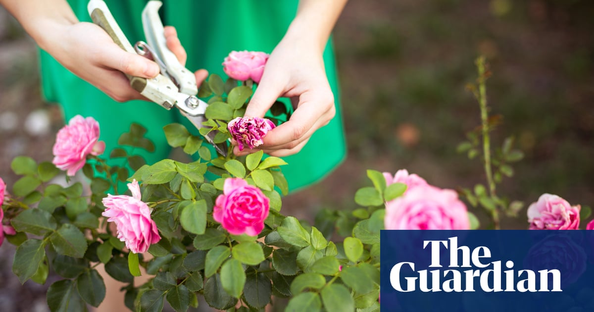 Das ferramentas de jardinagem perfeitas a £ 8 rímel, o que você mais amou este mês | Vida e estilo