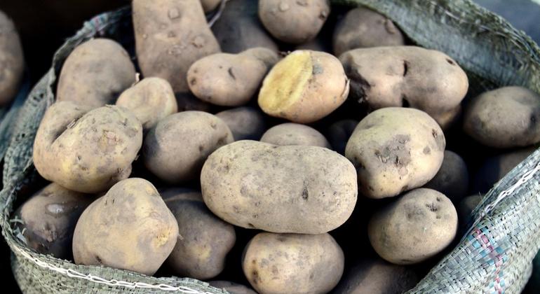 Dia Internacional Ressalta Papel da Batata na Alimentação Mundial
