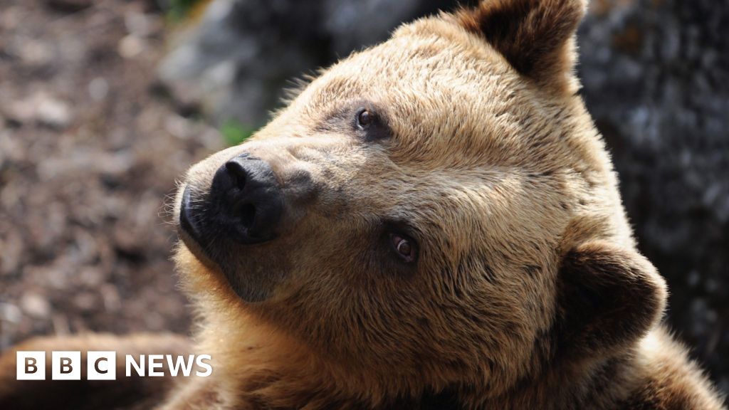 Eslováquia aprova a venda de carne de urso marrom para o público