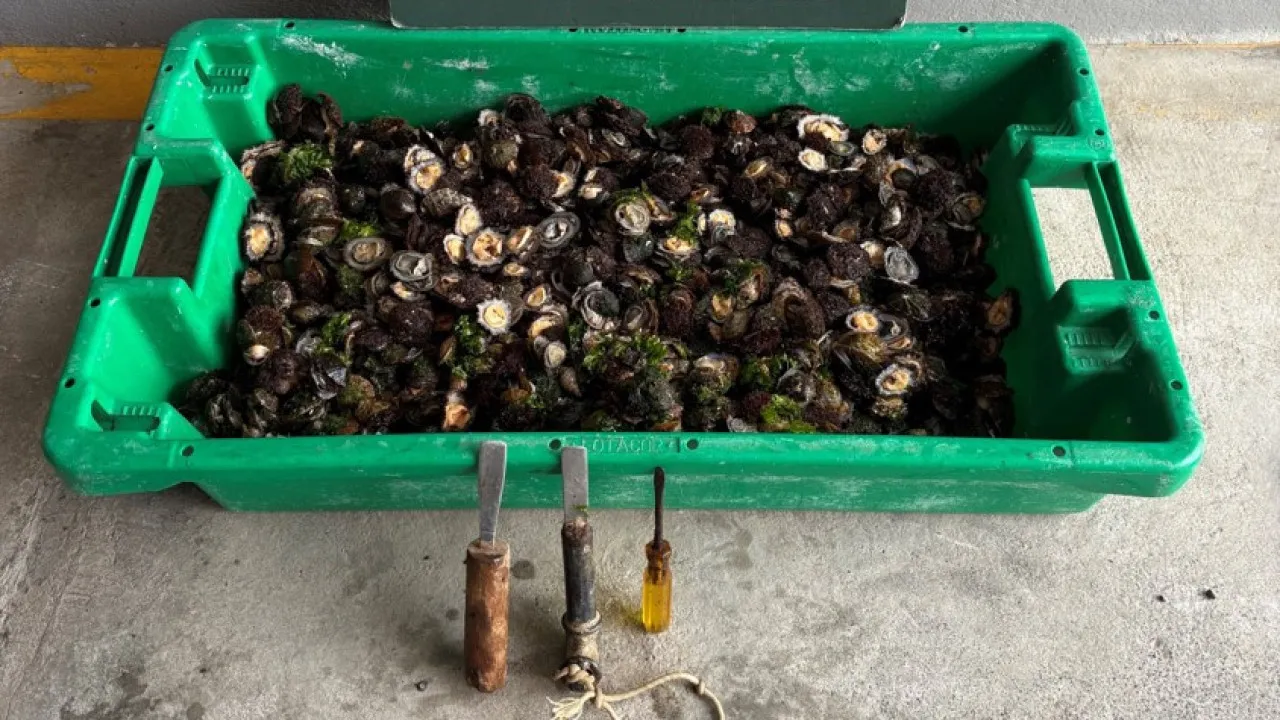 GNR Aprende 11,82 kg de lapas nos açores. Cinco Pessoas Identificadas