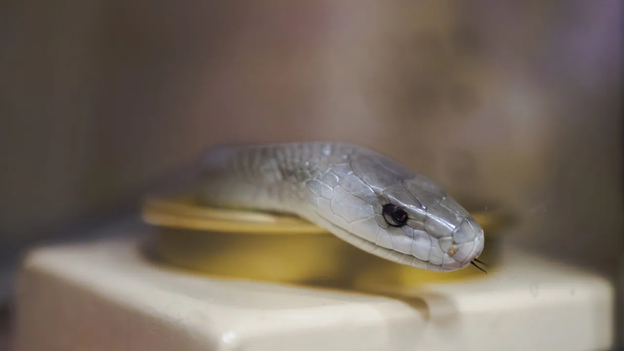 HOMEM PASSA ANOS A injetar Veneno de Cobra. Cientistas Estudam Sangue