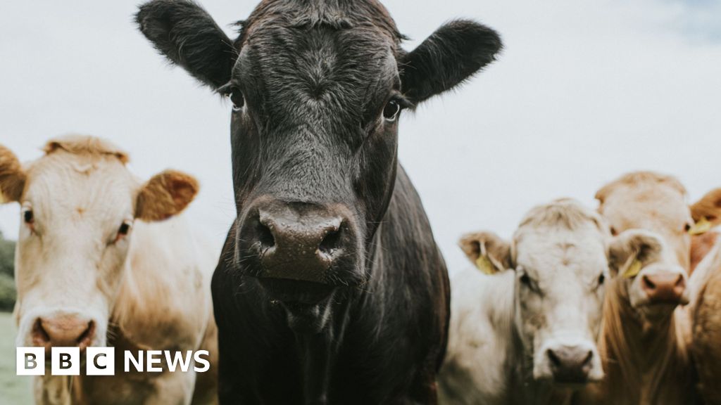 M1 permanece fechado enquanto as vacas resgatadas de caminhão derrubado