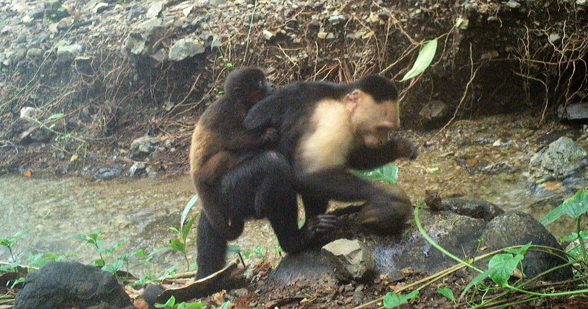 Macacos capuchinhos sequestram bebês de outra espécie - e os ...
