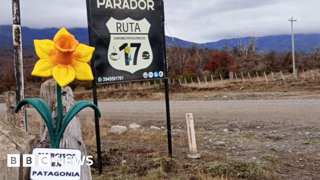 Narcisos plantados para marcar o aniversário dos colonos galeses