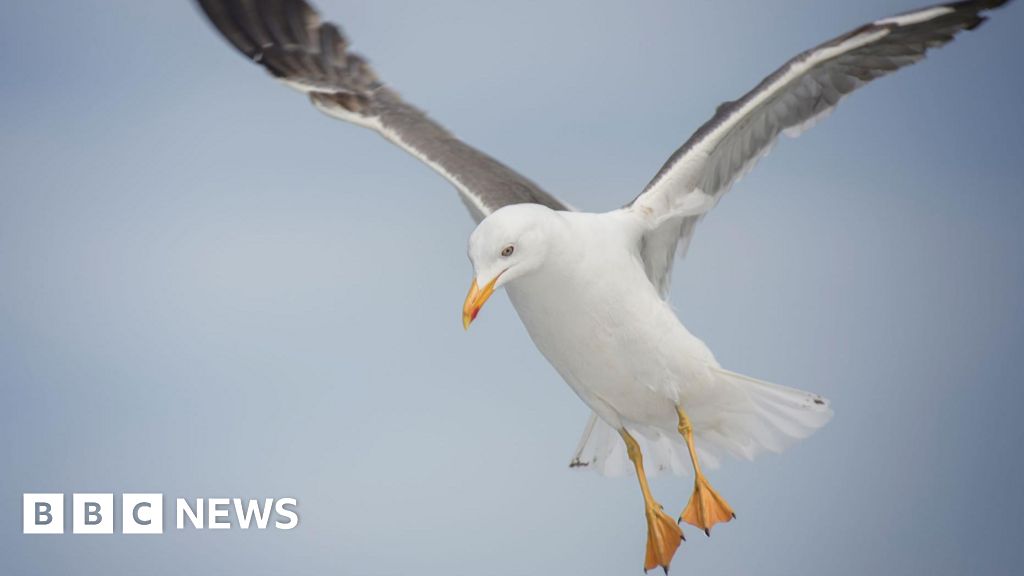 Nova pesquisa contará as gaivotas urbanas em Inverness