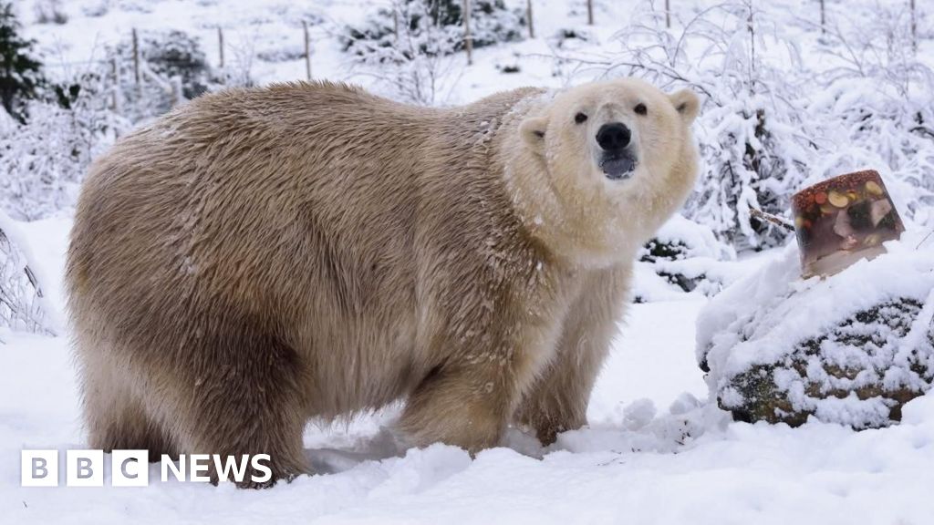 O mais antigo urso polar do Reino Unido sacrificou no Highland Wildlife Park