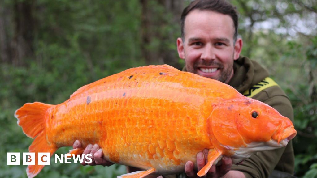 O pescador de Suffolk atinge ouro com bobina grande £ 3k Catch