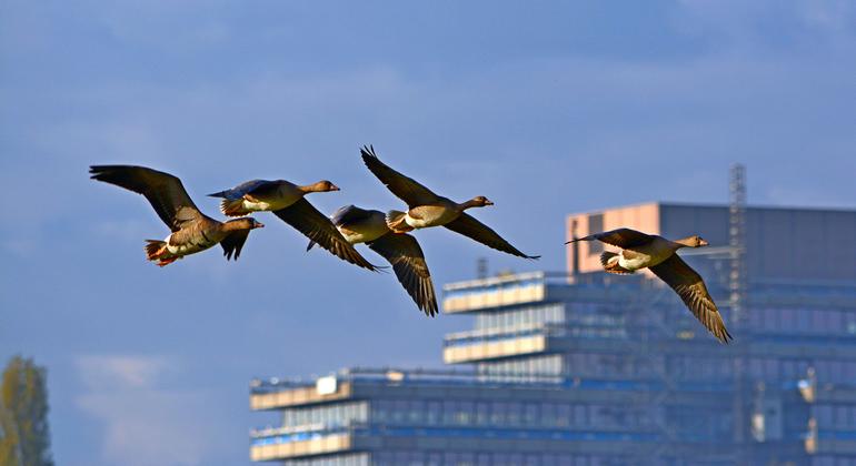 Onu pede que cidades se adapt para apoiar a jorna Das Aves migratácrias