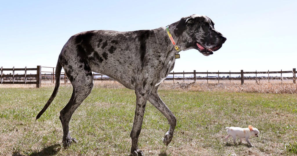Os cães mais altos e menores do mundo se encontram em Idaho Falls For ...