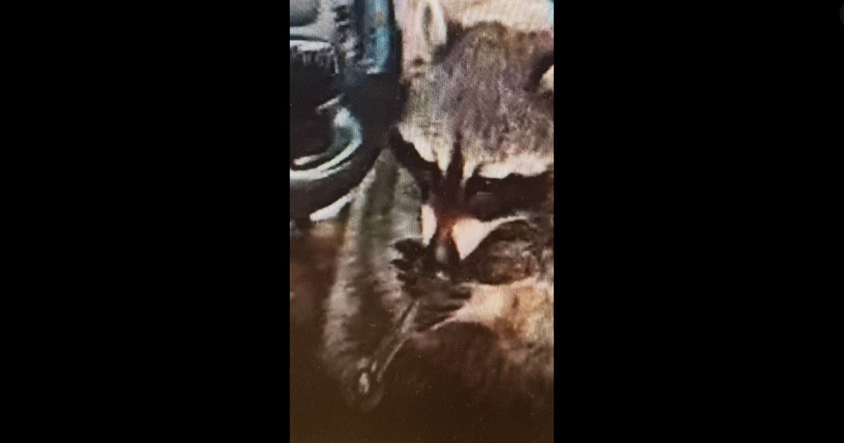 Raccoon de animais de estimação com cano de metanfetamina na boca encontrada no driver se ...