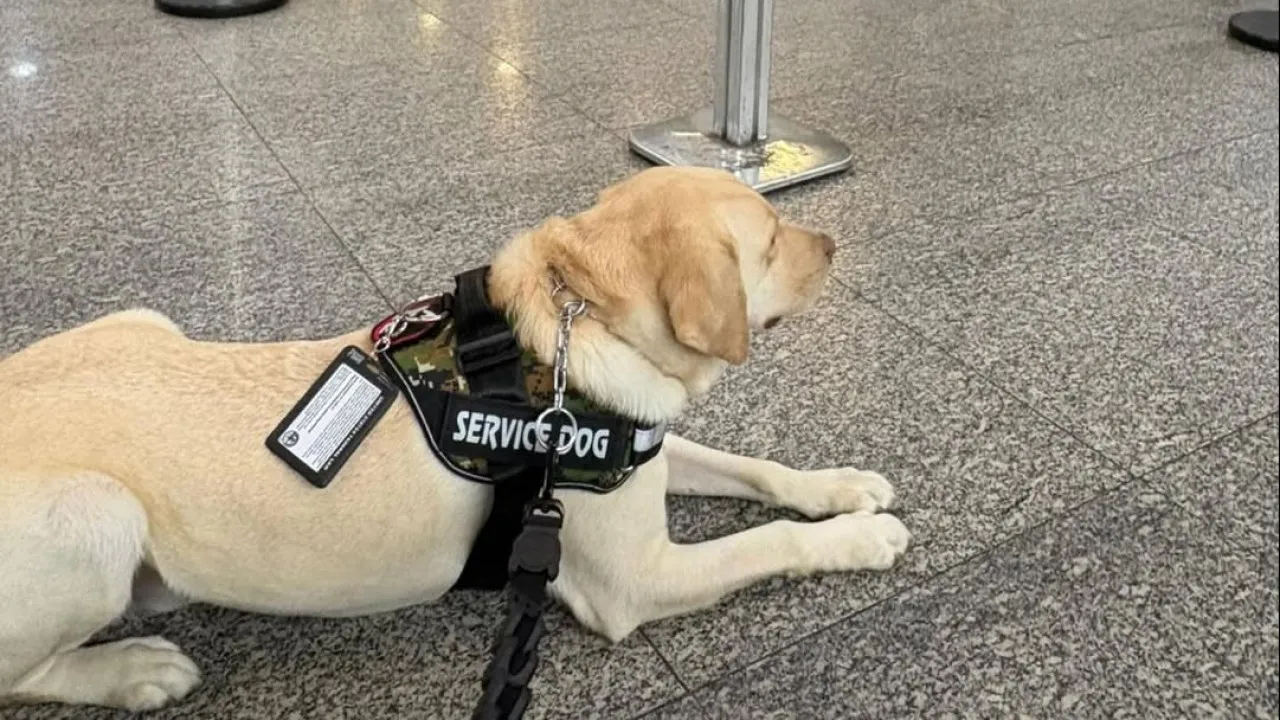 Toque em Chega A Acordo com Família de Teddy. Será Transportado Pelo Treinador