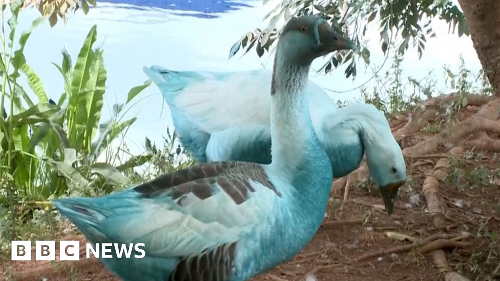 Vida selvagem tingida de azul em São Paulo Spill Chemical