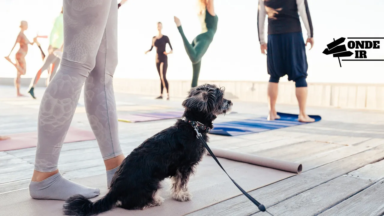 Yoga de cachorro, brunch com piscina e não só. Aproveita bem do FIM de Semana