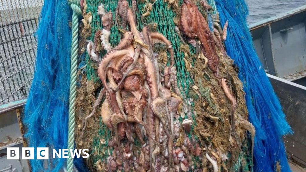 Big Octopus Catch by Newlyn Boat 'faz um favor da indústria de pesca'