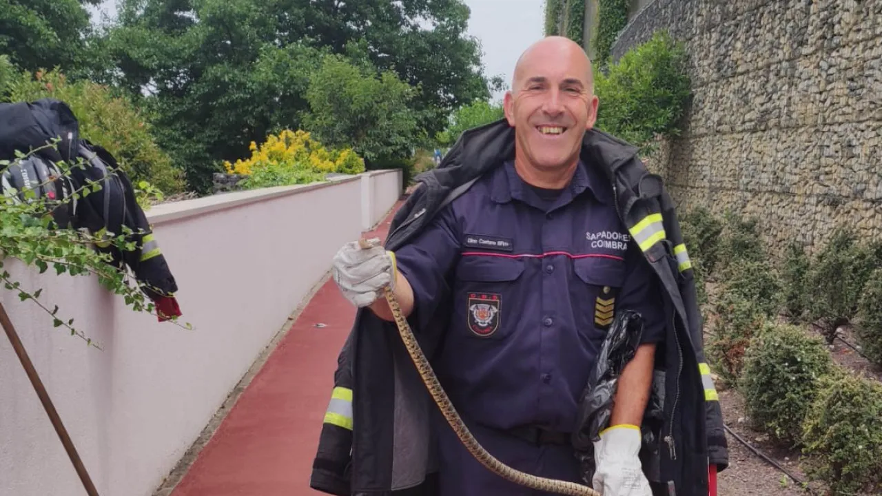 Bombeiros Retiram Cobra-Rateira Do Fórum Coimbra