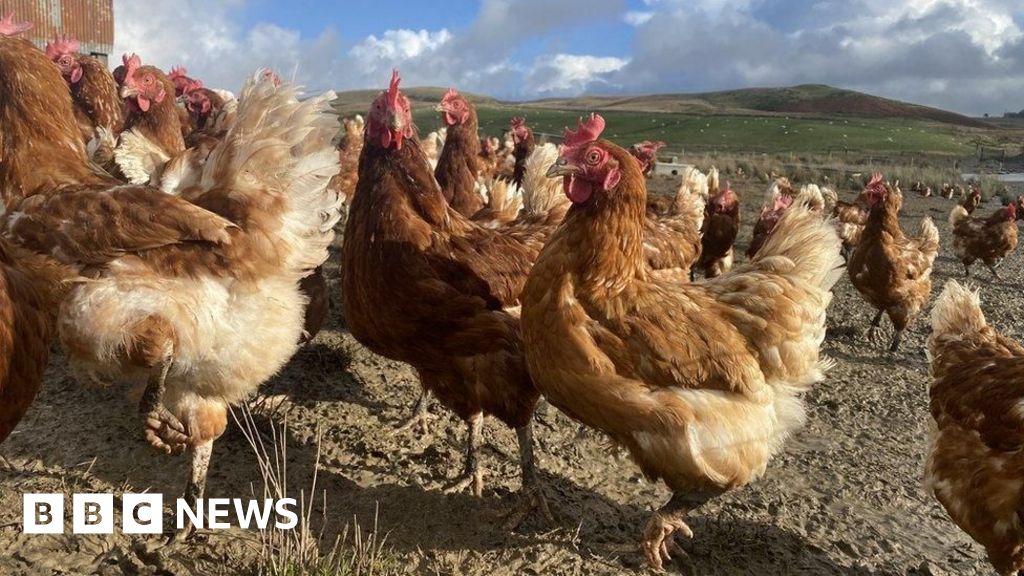 Casos de gripe -pássaros confirmados em Pembrokeshire e Wrexham