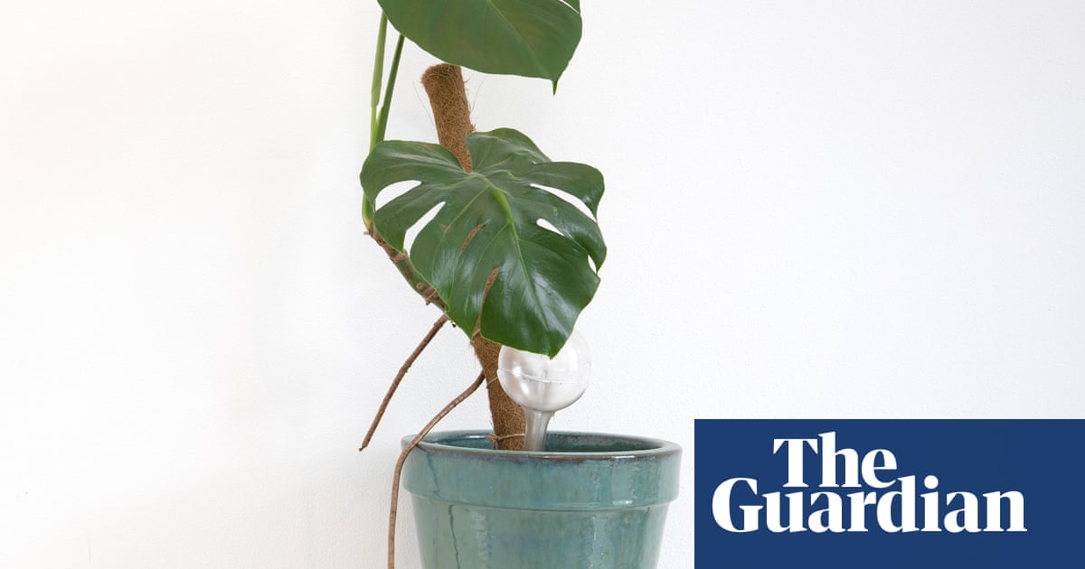 Clínica de planta doméstica: estou de férias. Como minhas plantas sobreviverão? | Plantas domésticas