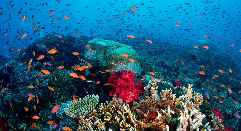 Comércio Terá Papel Fundamental No Futuro Dos Oceanos, Diz Agência da Onu