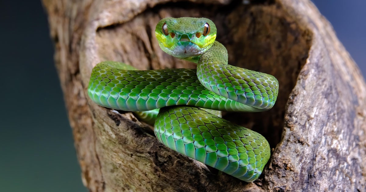Contrabandista pego com dezenas de víboras venenosas