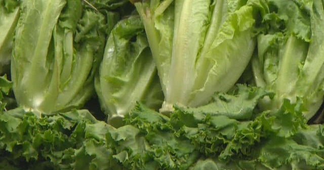E. coli surto ligado à alface de Romaine da Califórnia