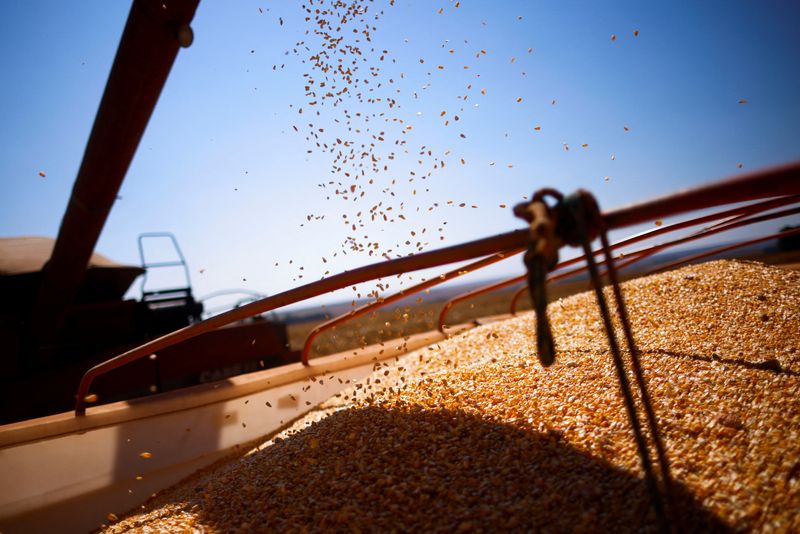 Geadas podem trazer problemas para milho do Paraná e Mato Grosso do Sul