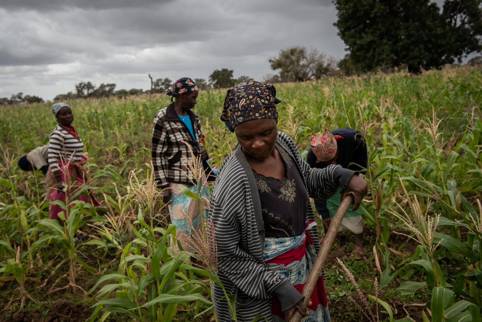 Governo Quer Padronizar Seguro Agrário Para “Proteger Produtores Dos Impactos Climáticos” • Diário Económico