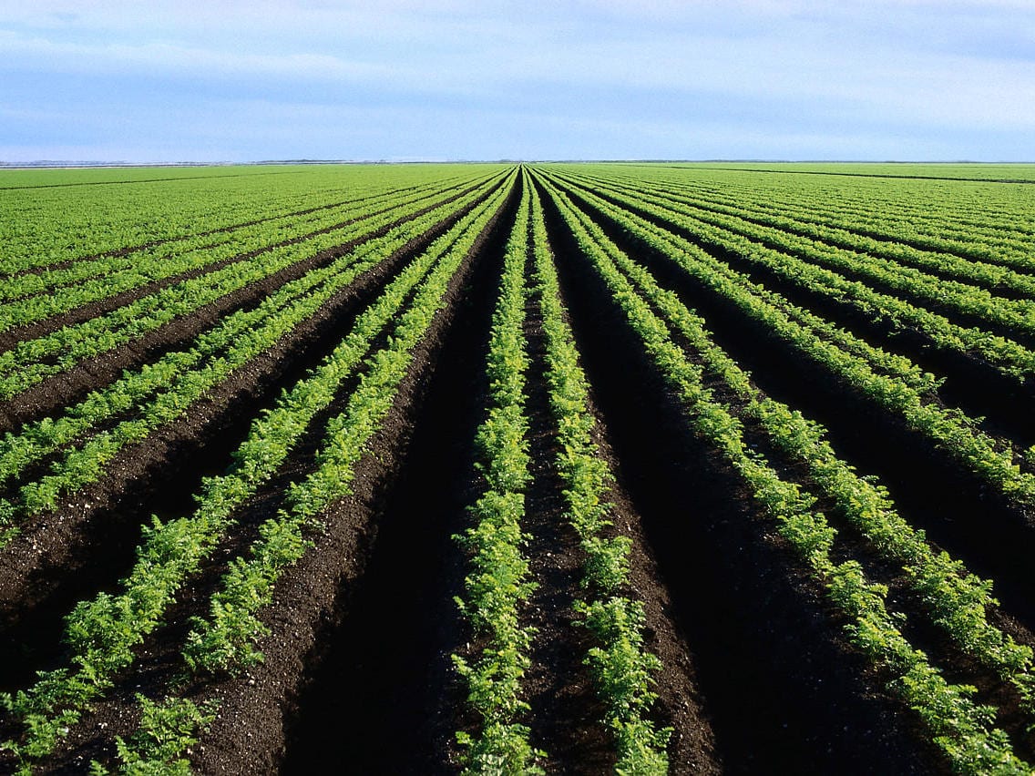 Governo do Japão Disponibiliza 2 M$ Para Estudo e Melhoria da Utilização de Terras Agrícolas Nacionais • Diário Económico