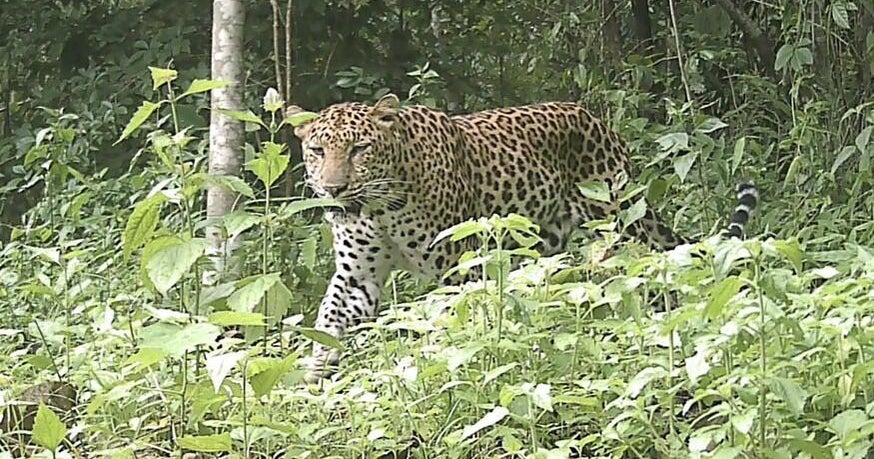 O leopardo criticamente ameaçado foi capturado na câmera em Bangladesh ...