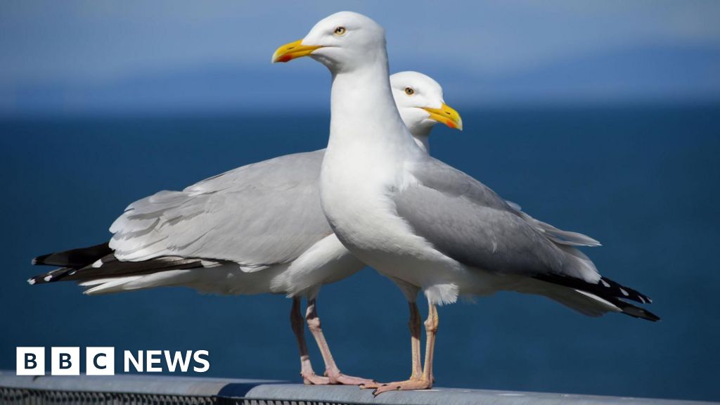 Os desafios de Nairn com suas gaivotas urbanas famintas