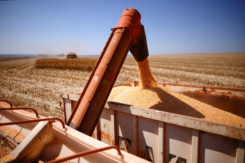 Produtores do EUA elevam em 5% plantio de milho em 2025 e reduzem o de soja em 4%