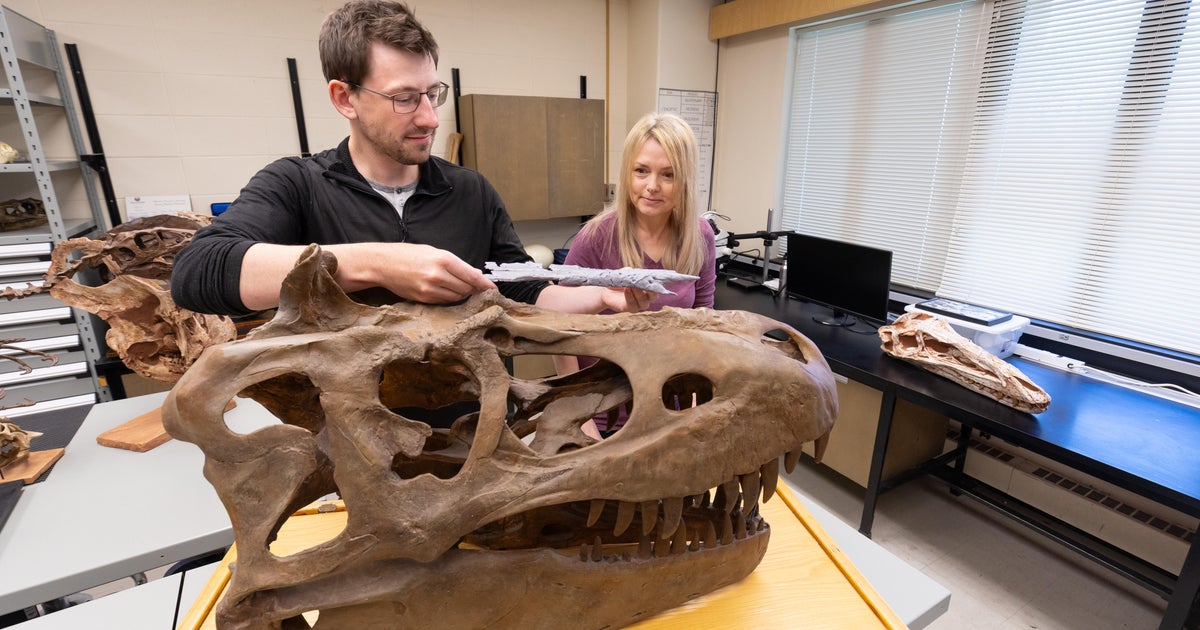 Recém -identificado T. rex ancestor é