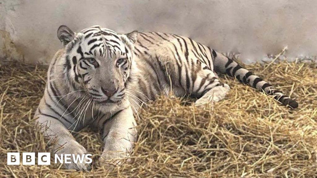 White Tiger salvo da guerra da Ucrânia, dada a nova casa em Lincolnshire