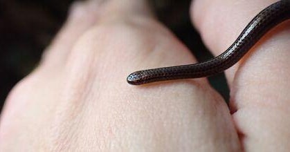 A menor cobra conhecida do mundo encontrada em Rochas em Barbados a ...