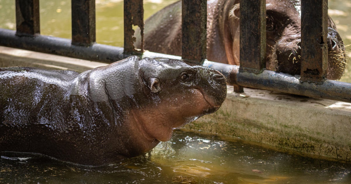 Amado bebê Hippo Moo Deng comemora o primeiro aniversário em um T ...