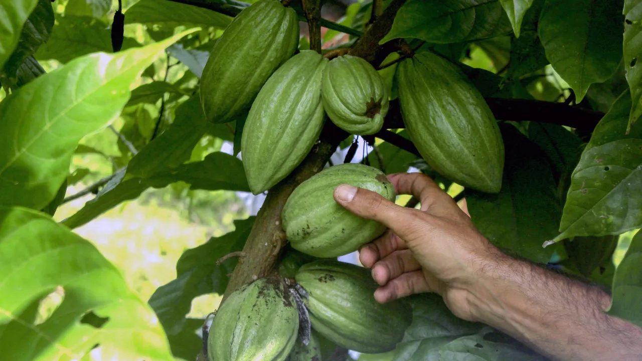 Angola assina acordo com empresa chinesa para investimento agrícola