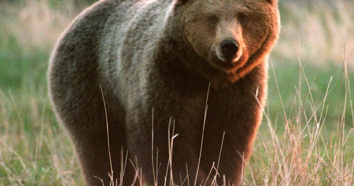 Brown Bear Mauls Woman na popular trilha do Alasca e pesquisador ...