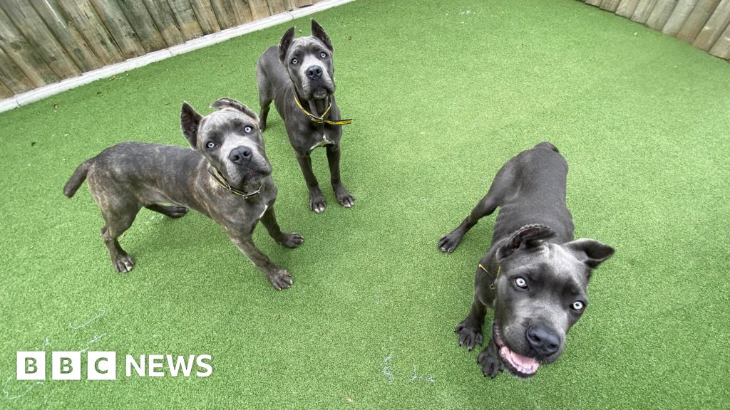 Danny Chambers MP Mutilated Pets Import Ban Bill definido para se tornar lei