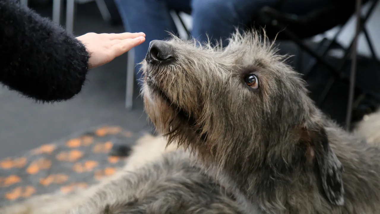 Doença de Parkinson Tem Cheiro Que Alguns Cães Conseguem Detetar
