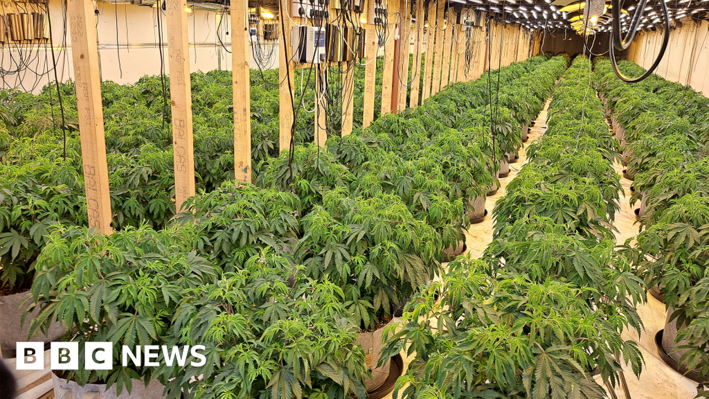 Dois presos após estimados £ 1,4 milhão de maconha apreendidas