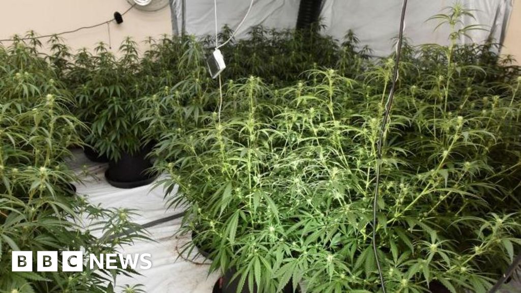 Homem acusado de convulsão de plantas de cannabis